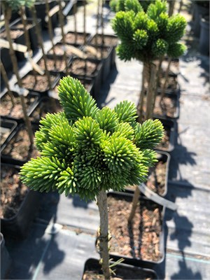 Ель канадская Сицилия (Picea glauca Cecilia) 4088 - фото 17263