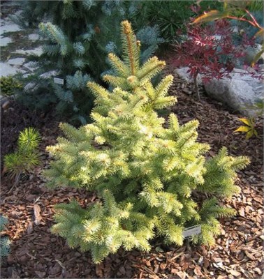 Picea pungens Lutea Nana) 4094 - фото 17269