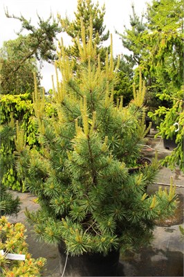 Pinus silvestris Gold Medal 4095 - фото 17270