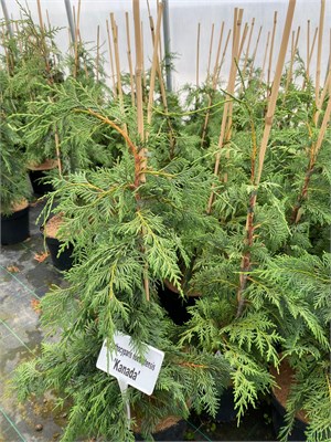 Chamaecyparis nootkatensis Kanada 4097 - фото 17273