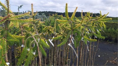 Ель обыкновенная Лемон Зест (Picea abies Lemon Zest) 4099 - фото 17275