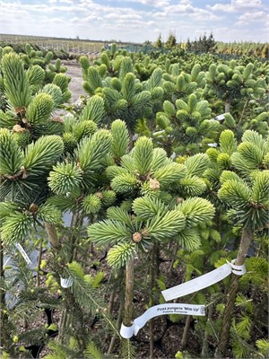 Picea pungens Mile Up 4100 - фото 17277