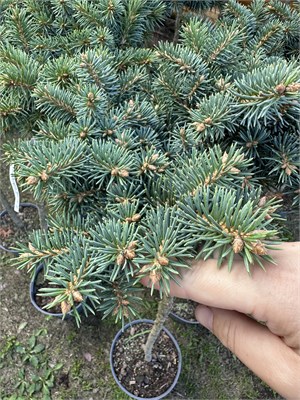 Picea pungens Mile Up 4100 - фото 17281