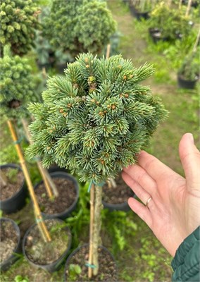 Picea glauca Holata 4101 - фото 17289