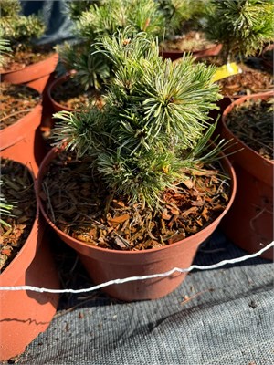 Сосна мелкоцветная Танима-Но-Юки  (Pinus parviflora Tanima-no-Uki) 3931 - фото 17301