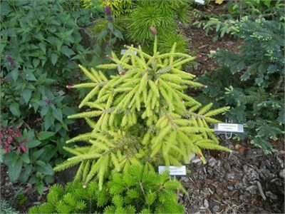 Ель обыкновенная Катаринес Голден Херт (Picea abies Cathrin Golden Heart) 4102 - фото 17303