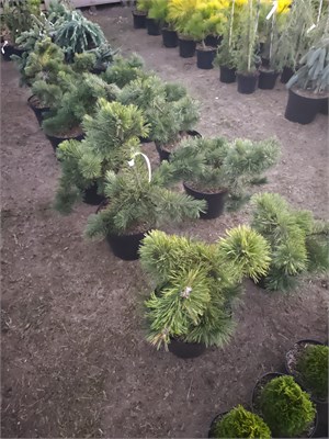 Pinus mugo Viel 4103 - фото 17304
