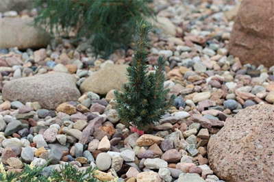 Picea pungens Mini Minaret 4105 - фото 17310