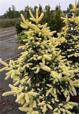 Picea pungens Rogow Gold 4106 - фото 17312