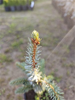 Picea omorika*pungens Troemner 4110 - фото 17332