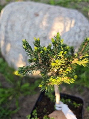 Picea glauca Skrzat 4111 - фото 17334