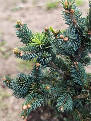 Picea glauca Cy's Wonder 4112 - фото 17337