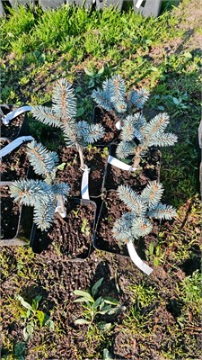 Picea pungens Blue Fantasy 4113 - фото 17340