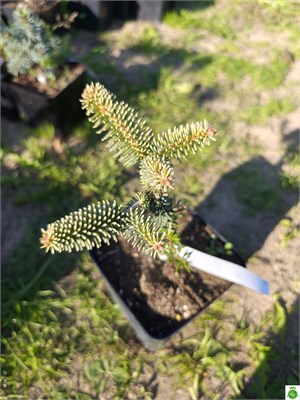 Пихта испанская Ауреа (Abies pinsapo 'Aurea') 2997 - фото 17341