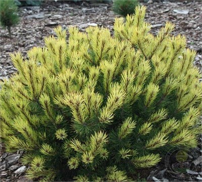 Сосна горная Розитек (Pinus mugo Rositech) 4114 - фото 17354