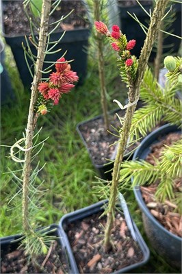 Picea abies Red Sister 4115 - фото 17355