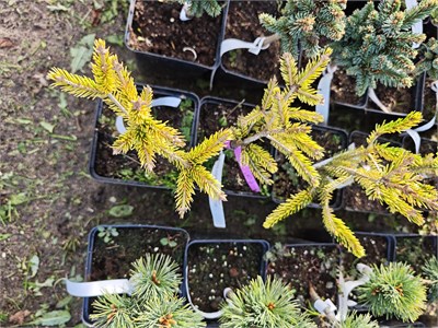 Picea orientalis Sky One 4116 - фото 17364