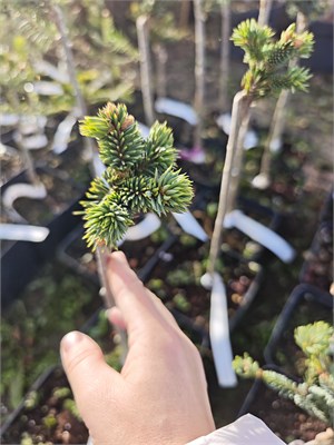 Picea abies Hana 4117 - фото 17366