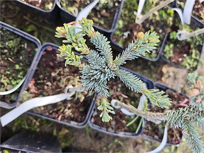 Abies procera Pospisil 4118 - фото 17367