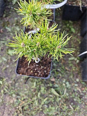 Pinus banksiana Cyrus 4119 - фото 17368