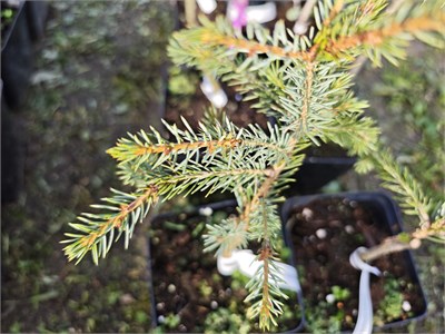 Picea omorika Pendula Artur 4120 - фото 17369