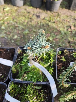 Picea pungens Bit 4121 - фото 17371
