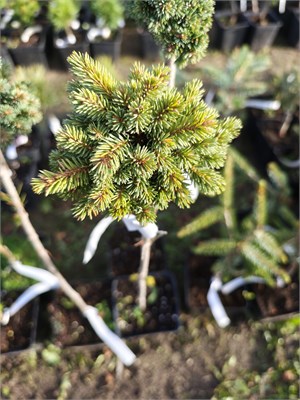 Picea mariana Arij 4122 - фото 17372