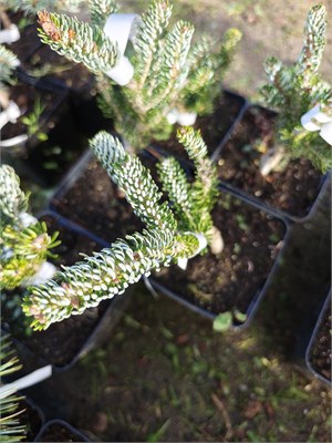 Abies koreana Silver Show 4123 - фото 17373