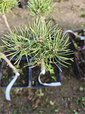Pinus mugo Burka 4124 - фото 17375