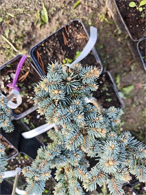 Picea pungens JM-30 4125 - фото 17376