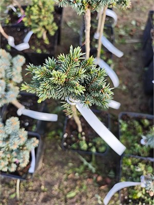 Picea abies Mauthneralm 4126 - фото 17377