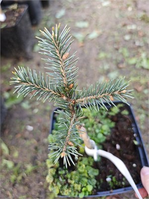 Picea breweriana Emerald Midget 4127 - фото 17379