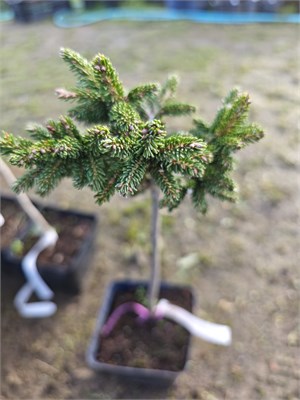 Ель восточная Нана на штамбе (Picea orientalis 'Nana') 3834 - фото 17380