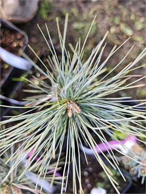 Pinus pence Pacific Blue 4128 - фото 17381