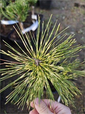 Pinus densiflora Shiro Nishiki 4129 - фото 17382