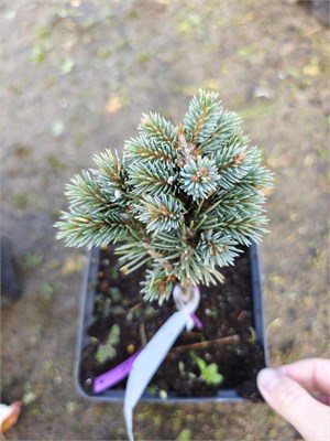 Picea engelmanii Jasper Lake 4130 - фото 17383