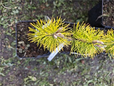 Pinus mugo Schweizer Tourist 4131 - фото 17384