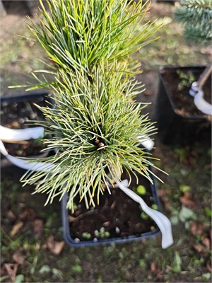 Pinus sibirica Plantatsona 4132 - фото 17385