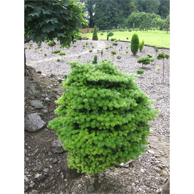 Пихта корейская Холуб (Abies koreana Holub) 4134 - фото 17393