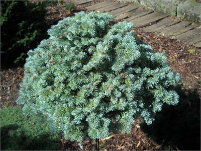 Пихта субальпийская Цвиков (Abies lasiocarpa Cvikov) 4135 - фото 17394