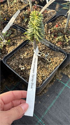 Abies pinsaro Spray Blue 4136 - фото 17395