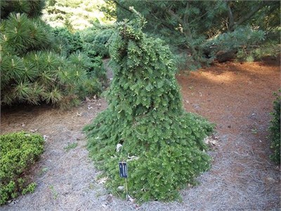 Пихта благородная Ла Грасиоса (Abies procera La Graciosa) 4137 - фото 17397