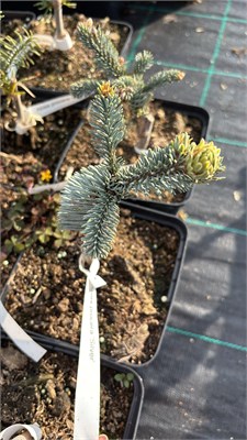 Пихта благородная Сильвер (Abies procera Silver) 4140 - фото 17400
