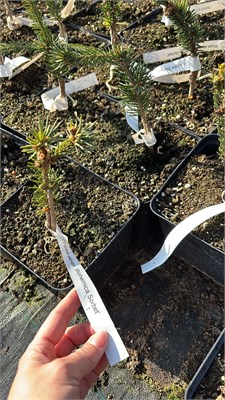 Picea abies Bohemica Sorbet 4141 - фото 17401