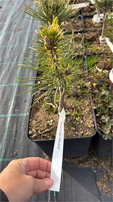 Сосна горная Мерард (Pinus mugo Merard) 4143 - фото 17408