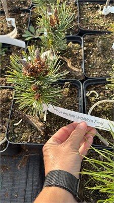 Pinus aristata Jeddeloh Zwerg 4145 - фото 17410