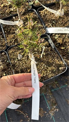 Сосна горная Ванк (Pinus mugo Vanc) 4146 - фото 17411