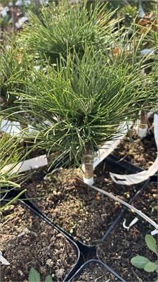 Pinus nigra ZOO Liberec 4147 - фото 17412