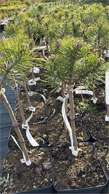 Pinus mugo Atom на штамбе 4148 - фото 17413