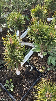 Pinus banksiana Hlavacek 4149 - фото 17414